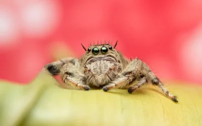 Wat is crawlen? Alles wat je moet weten en over je crawlbudget